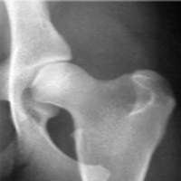radiologie caini