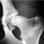 radiologie veterinara